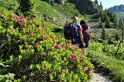 16 Rododendro rosso (Rhododendron ferrugineum)